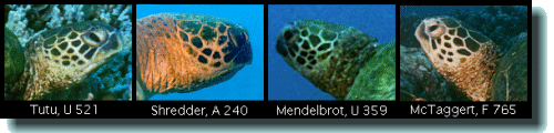 Tutu, U 521; Shredder, A 240; Mendelbrot, U 359; McTaggert, F 765