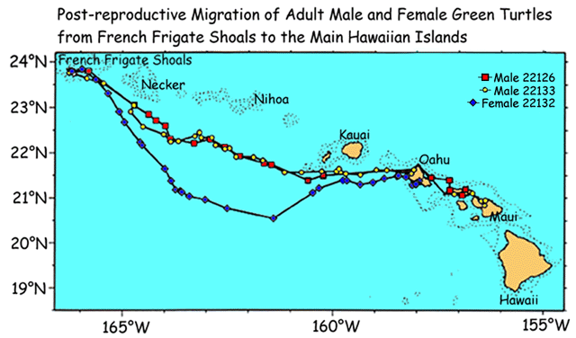 Post-reproduction migration of adult male and female turtles from French Frigate Shoals to the Main Hawaiian Islands