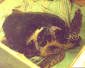 Huffy, showing the damage to her shell