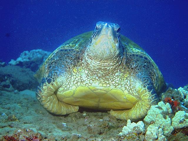 Hawaiian Green Turtles