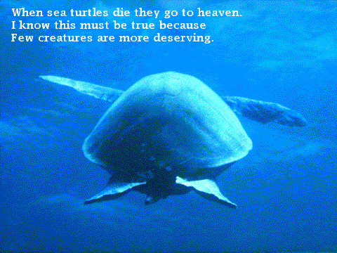 When sea turtles die they go to heaven./I know this because/Few creatures are more deserving. (45K JPEG)