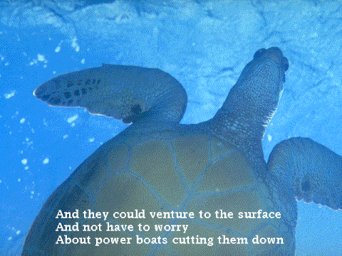 And they could venture to the surface/And not have to worry/About power boats cutting them down. (52K JPEG)