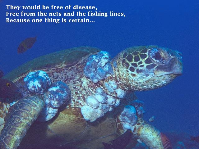 Sea Turtle Heaven A Poem Page 5