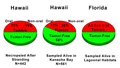 Graphical comparison of oral tumors in turtles from Hawaii and Florida